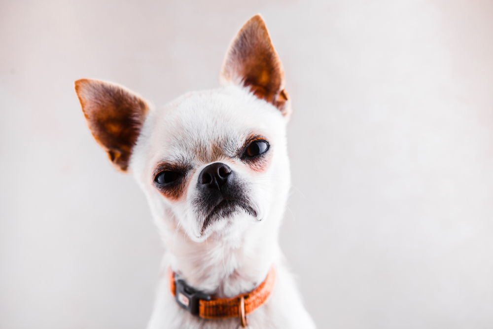 Can Dogs Tell When You Are Lying To Them? » ScienceABC