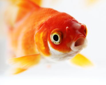 Large goldfish in small bowl