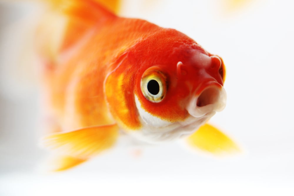 Large goldfish in small bowl