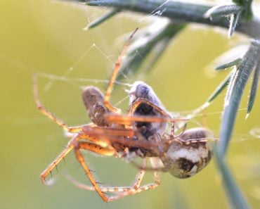 Metellina male