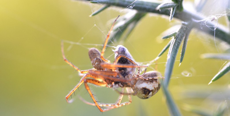 Metellina male