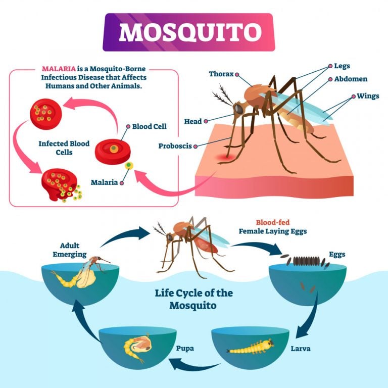 How Do Mosquito Repellents Work? How Do They Keep Mosquitoes From