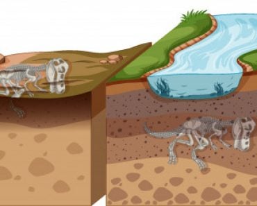 Soil layers with dinosaur fossil illustration