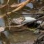 The,Image,Of,A,Rat-snake,Hunting,A,Fish,In,The