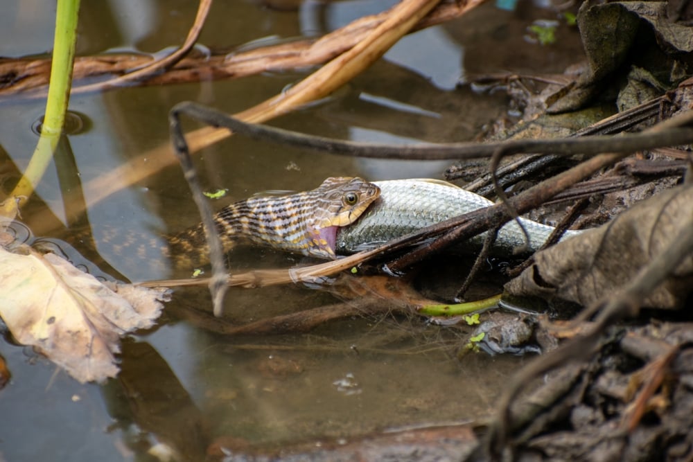 The,Image,Of,A,Rat-snake,Hunting,A,Fish,In,The