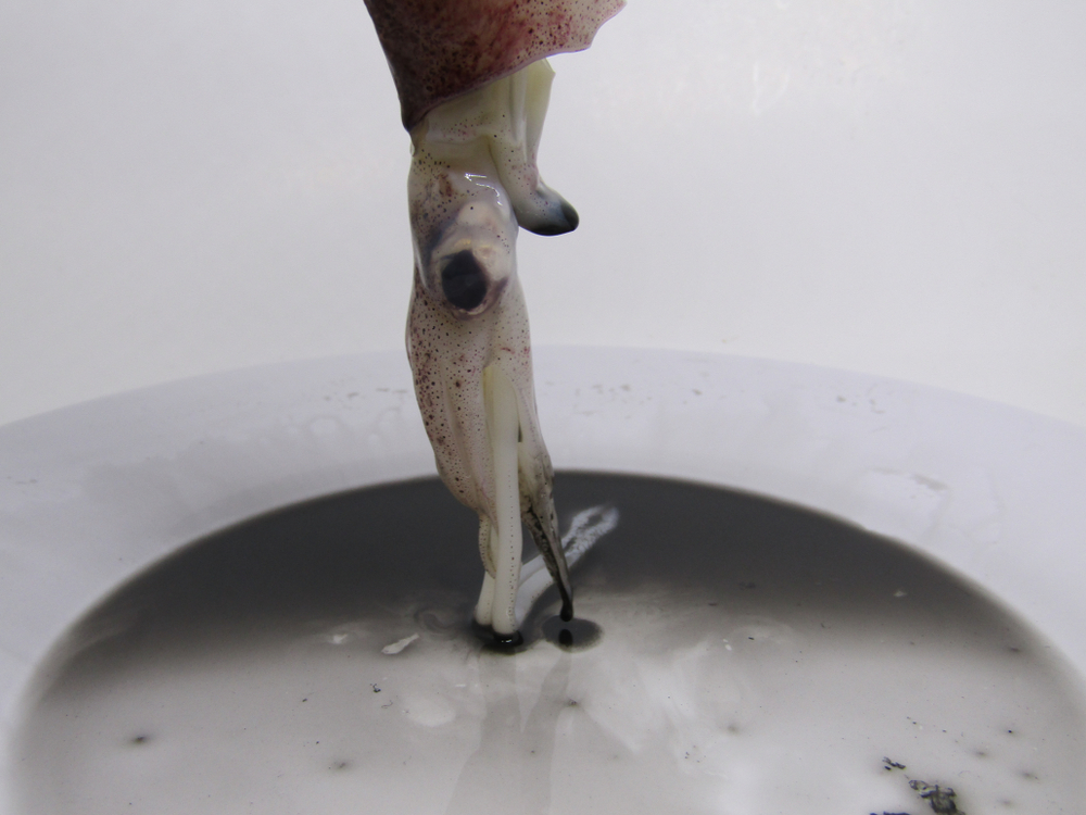 What’s Up With Octopuses And Squids Squirting Ink? » ScienceABC