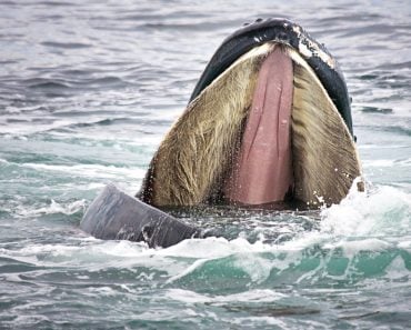 Humpback,Whale,Opens,Mouth,Wide,To,Show,Baleen