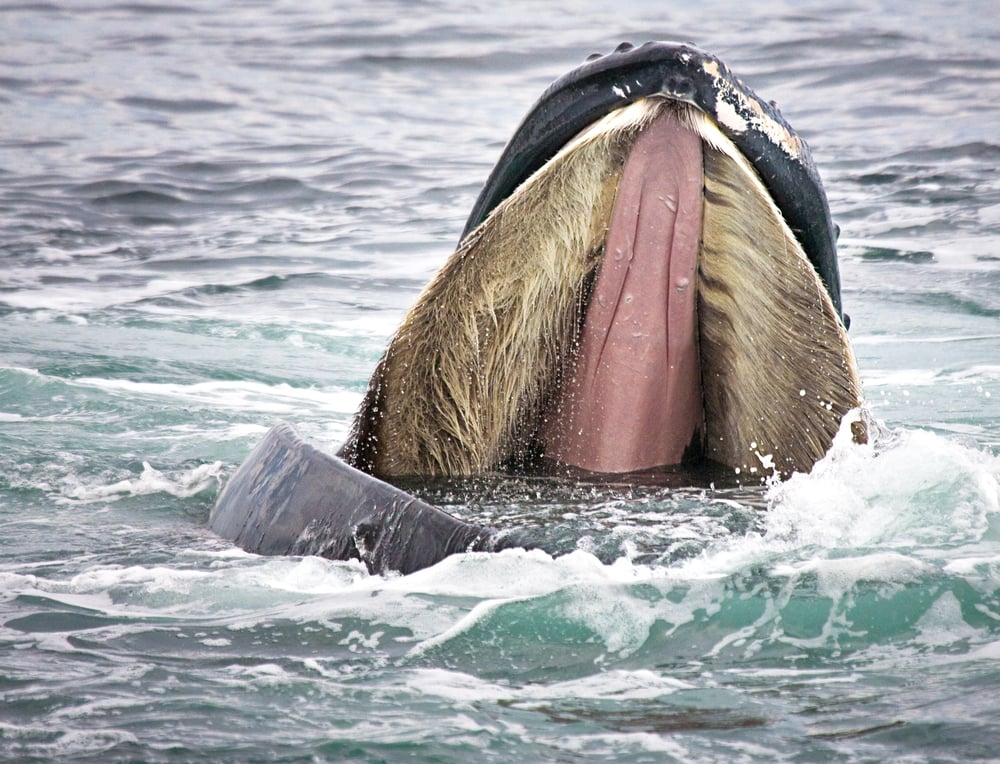 Humpback,Whale,Opens,Mouth,Wide,To,Show,Baleen