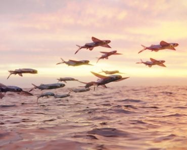 flying fish, school of Exocoetidae (3d rendering)