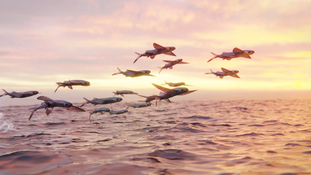 flying fish, school of Exocoetidae (3d rendering)