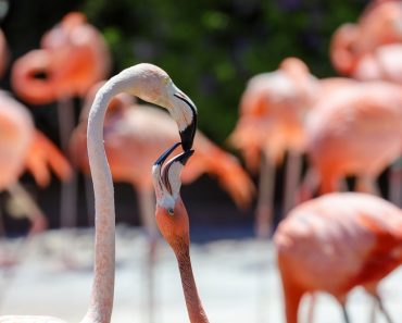 A,Flamingo,Feeding,A,Young,Flamingo,Crop,Milk.