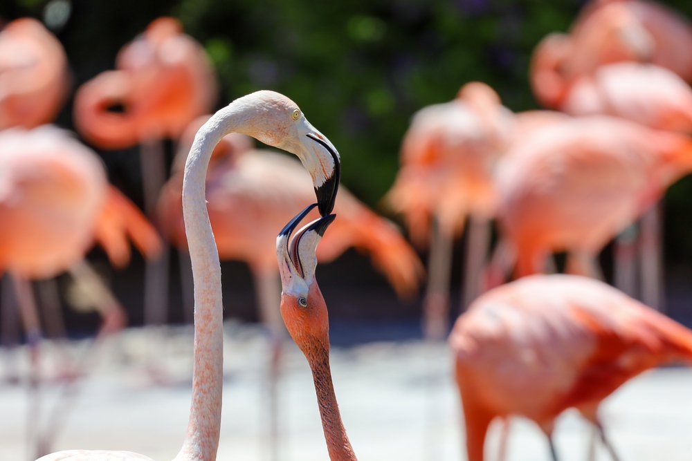 A,Flamingo,Feeding,A,Young,Flamingo,Crop,Milk.