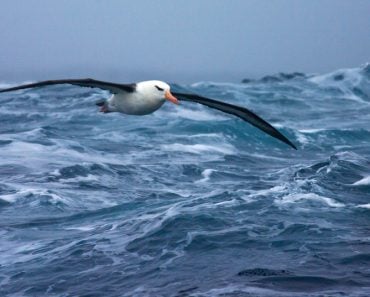 Black-browed,Albatross,(thalassarche,Melanophrys),In,Flight,Over,The,Southern,Atlantic
