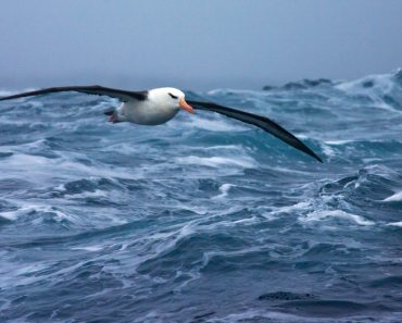 Black-browed,Albatross,(thalassarche,Melanophrys),In,Flight,Over,The,Southern,Atlantic