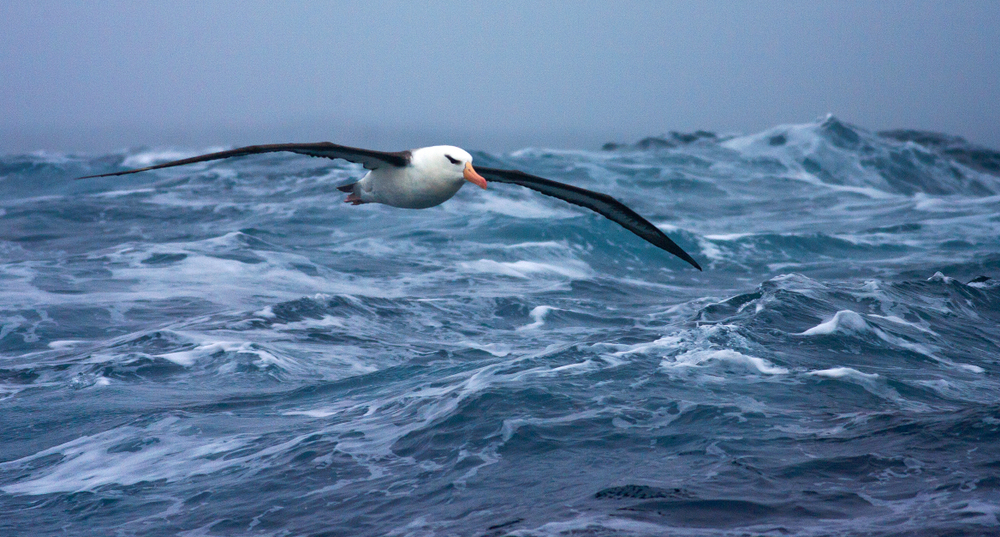 Black-browed,Albatross,(thalassarche,Melanophrys),In,Flight,Over,The,Southern,Atlantic