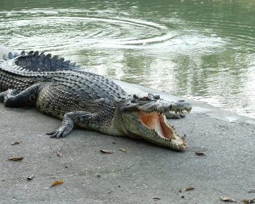 Crocodiles Resting at Crocodile Farm in Thailand