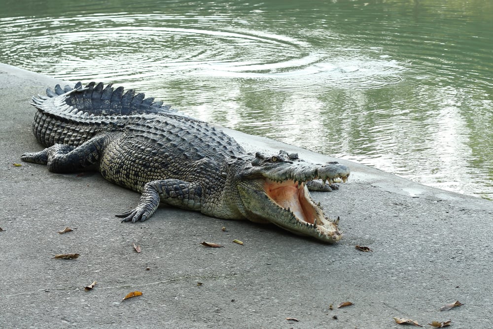 Crocodiles Resting at Crocodile Farm in Thailand