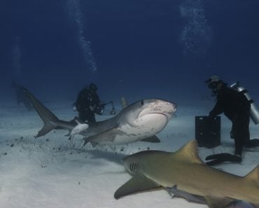 Divers,Brave,A,Pack,Of,Sharks,In,The,Bahamas