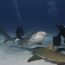Divers,Brave,A,Pack,Of,Sharks,In,The,Bahamas