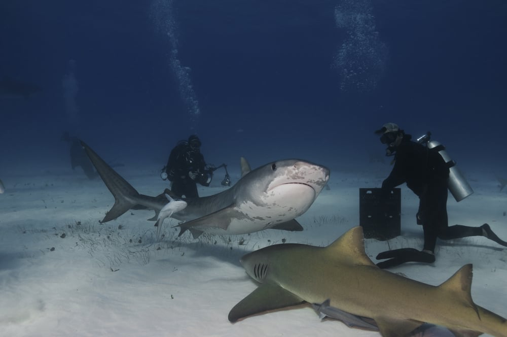 Divers,Brave,A,Pack,Of,Sharks,In,The,Bahamas