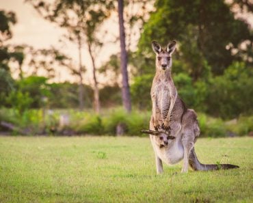 Eastern,Kangaroos,In,The,Wild