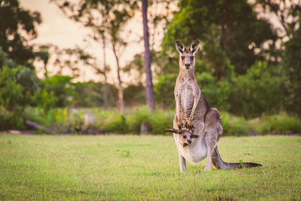 marsupial babies in pouch