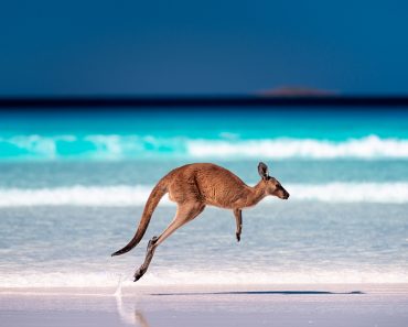 Kangaroo,Hopping,/,Jumping,Mid,Air,On,Sand,Near,The