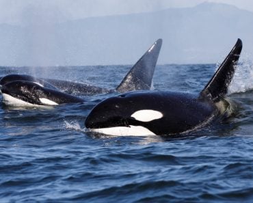 Killer,Whale,-,Orcinus,Orca