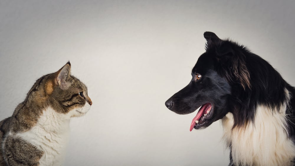 Do Cats And Dogs Really Hate Each Other? » ScienceABC