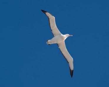 Wandering,Albatross,(snowy,Albatross,,White-winged,Albatross,,Oonie),(diomedea,Exulans),,Seen