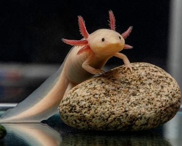 A,Cute,Axolotl,Poses,On,A,Stone