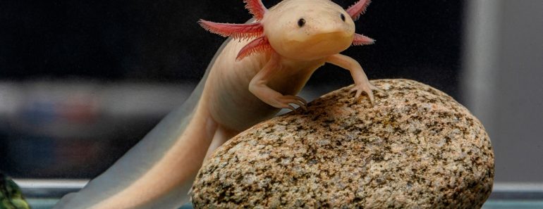 A,Cute,Axolotl,Poses,On,A,Stone