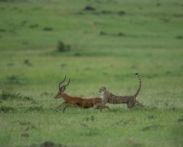 A,Fast,Cheetah,With,Its,Tail,Raised,To,The,Top