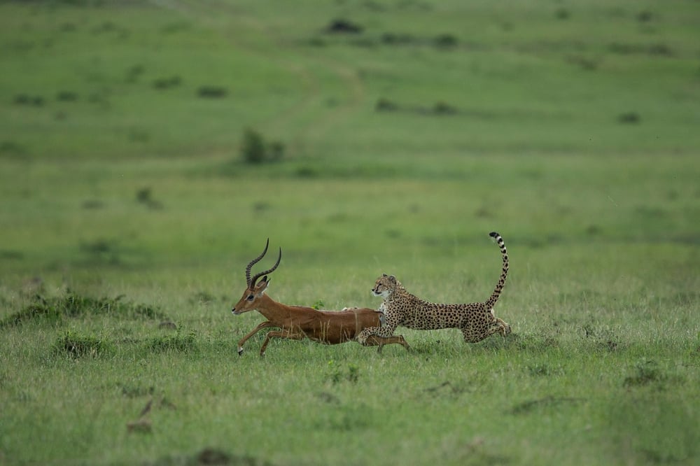 A,Fast,Cheetah,With,Its,Tail,Raised,To,The,Top