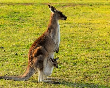 Australian,Kangaroo,Enjoying,The,Afternoon,Sun,In,A,Paddock,With