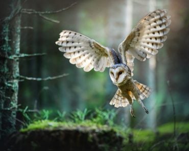 Barn,Owl,In,Flight,Before,Attack,In,Deep,Magic,Forest,
