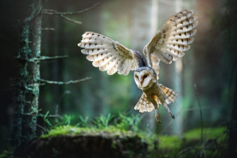 Why Do Owls Have Long Legs? » ScienceABC