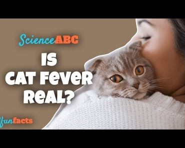 Why These Scaredy Cats Are Absolutely Terrified of Cucumbers - ABC