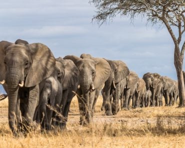 Herd,Of,Elephants,In,Africa,Walking,Through,The,Grass,In