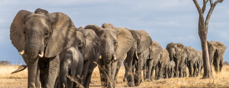 Herd,Of,Elephants,In,Africa,Walking,Through,The,Grass,In