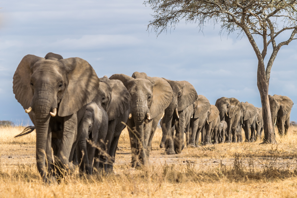 Herd,Of,Elephants,In,Africa,Walking,Through,The,Grass,In