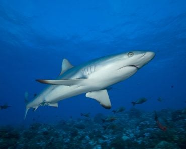 Lemon,Shark,Swimming,In,The,Clear,Water,Of,Bora-bora,Island