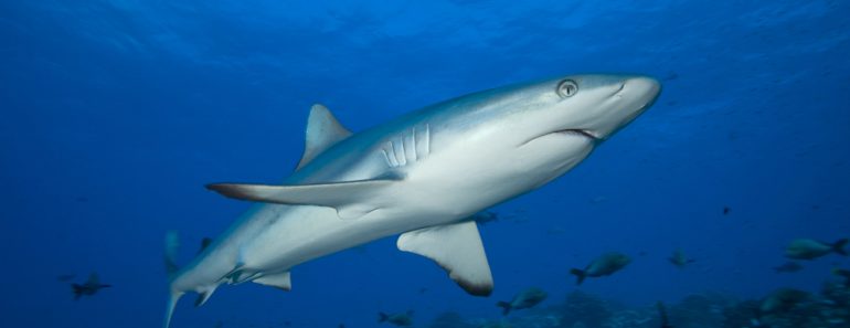 Lemon,Shark,Swimming,In,The,Clear,Water,Of,Bora-bora,Island