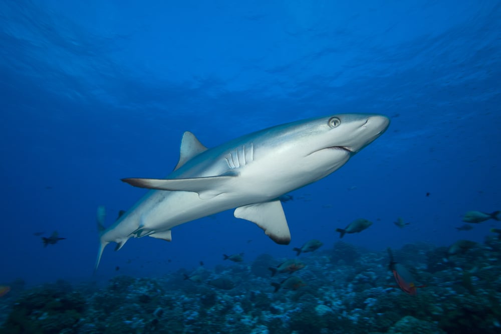 Lemon,Shark,Swimming,In,The,Clear,Water,Of,Bora-bora,Island