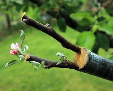 Live,Cuttings,At,Grafting,Apple,Tree,In,Cleft,With,Growing