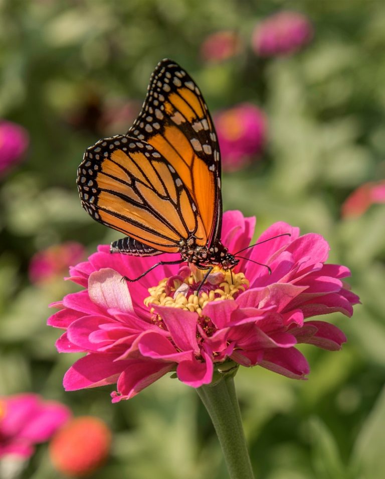 Are Butterflies Harmful To Plants? » ScienceABC