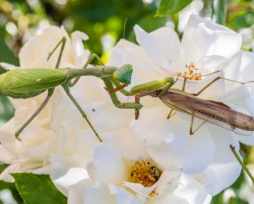 Praying,Mantis,Cannibalizing,Mate