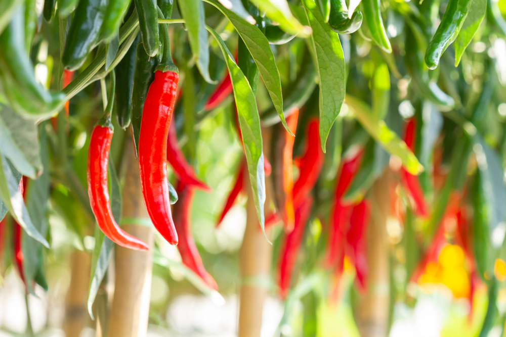 Red,And,Green,Peppers,On,A,Tree