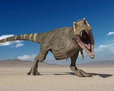 T-rex,Dinosaur,,Tyrannosaurus,Rex,Reptile,,Prehistoric,Jurassic,Animal,Roaring,In