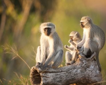 Three,Cape,Vervet,Monkeys,In,The,Sun